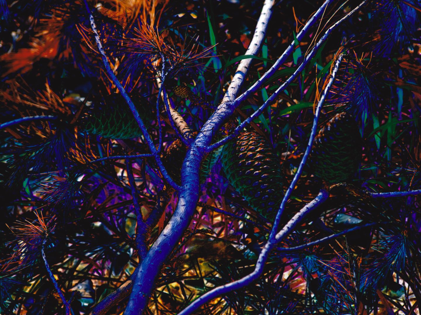 Belvedere, Pesaro – Italy  | Struttura formale 146