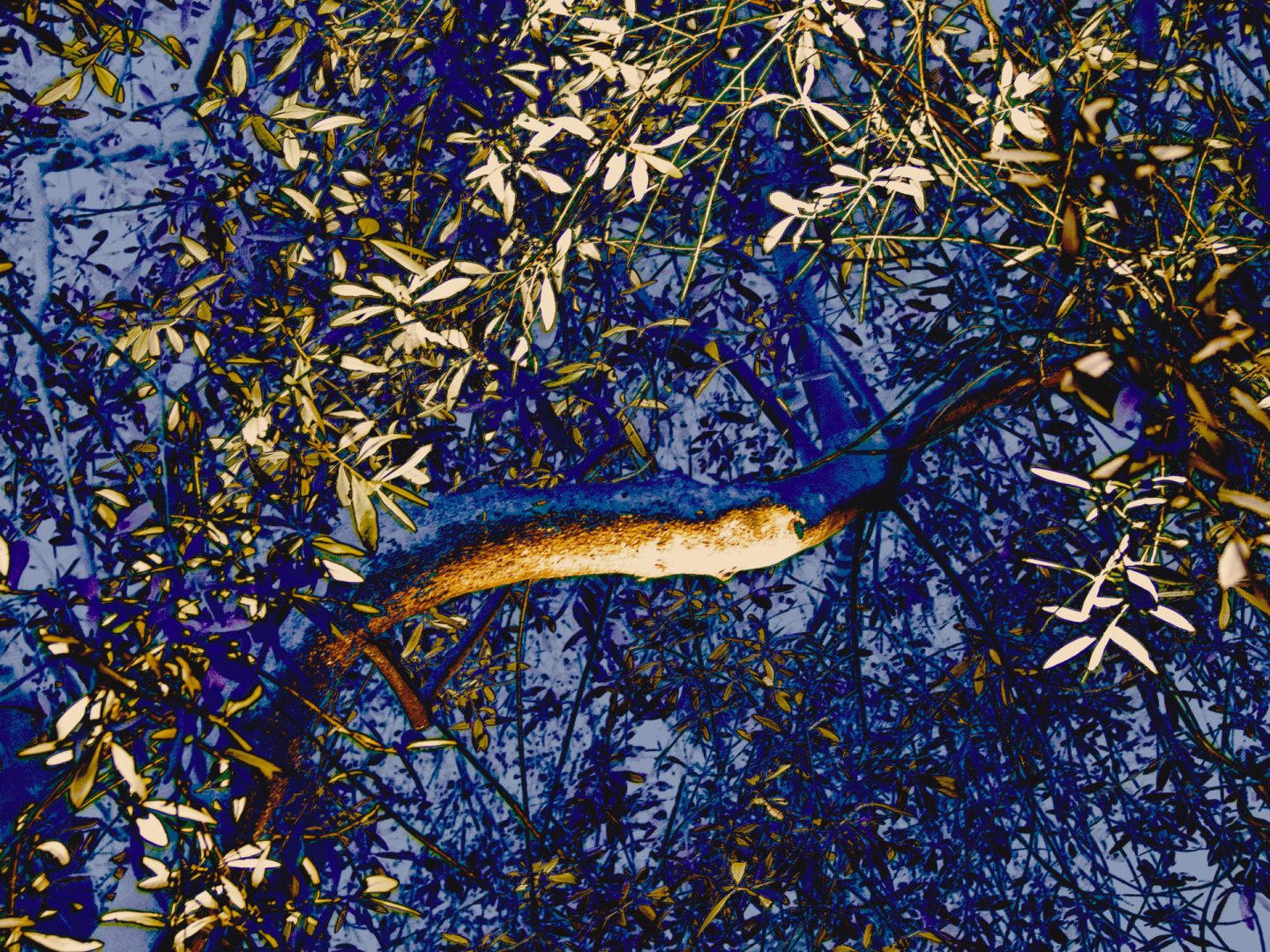 Ulivo, Pesaro – Italy  | Astrazione dal reale 148