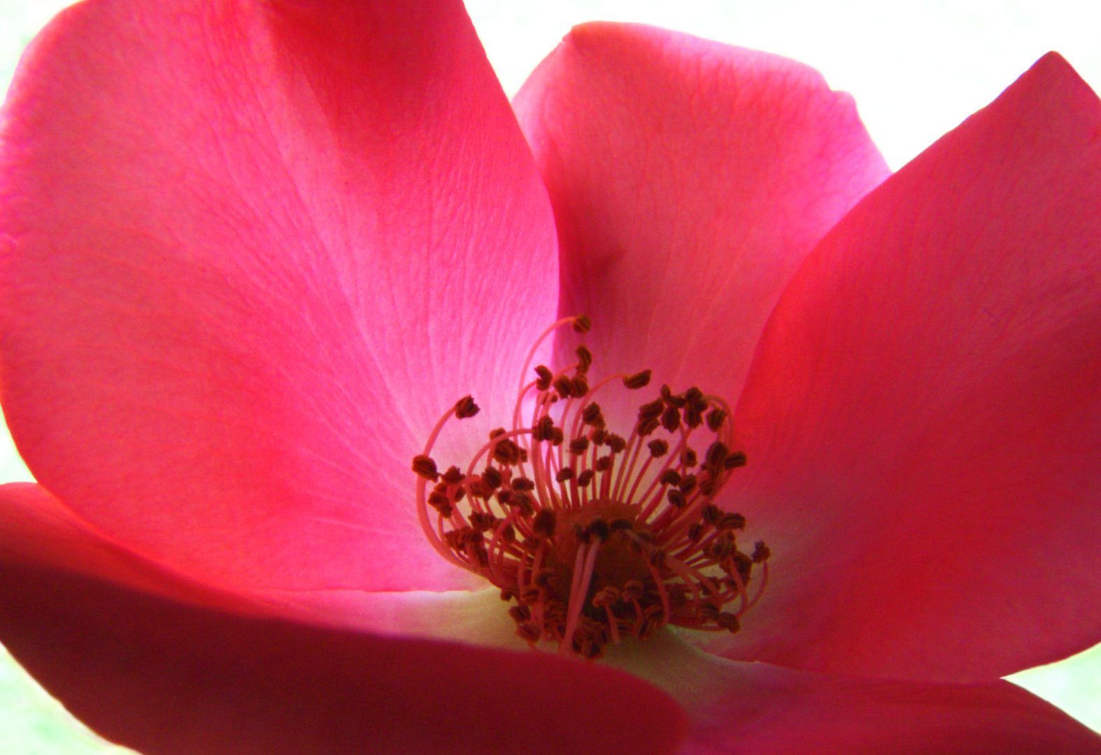 Dentro la magia della Rosa Canina