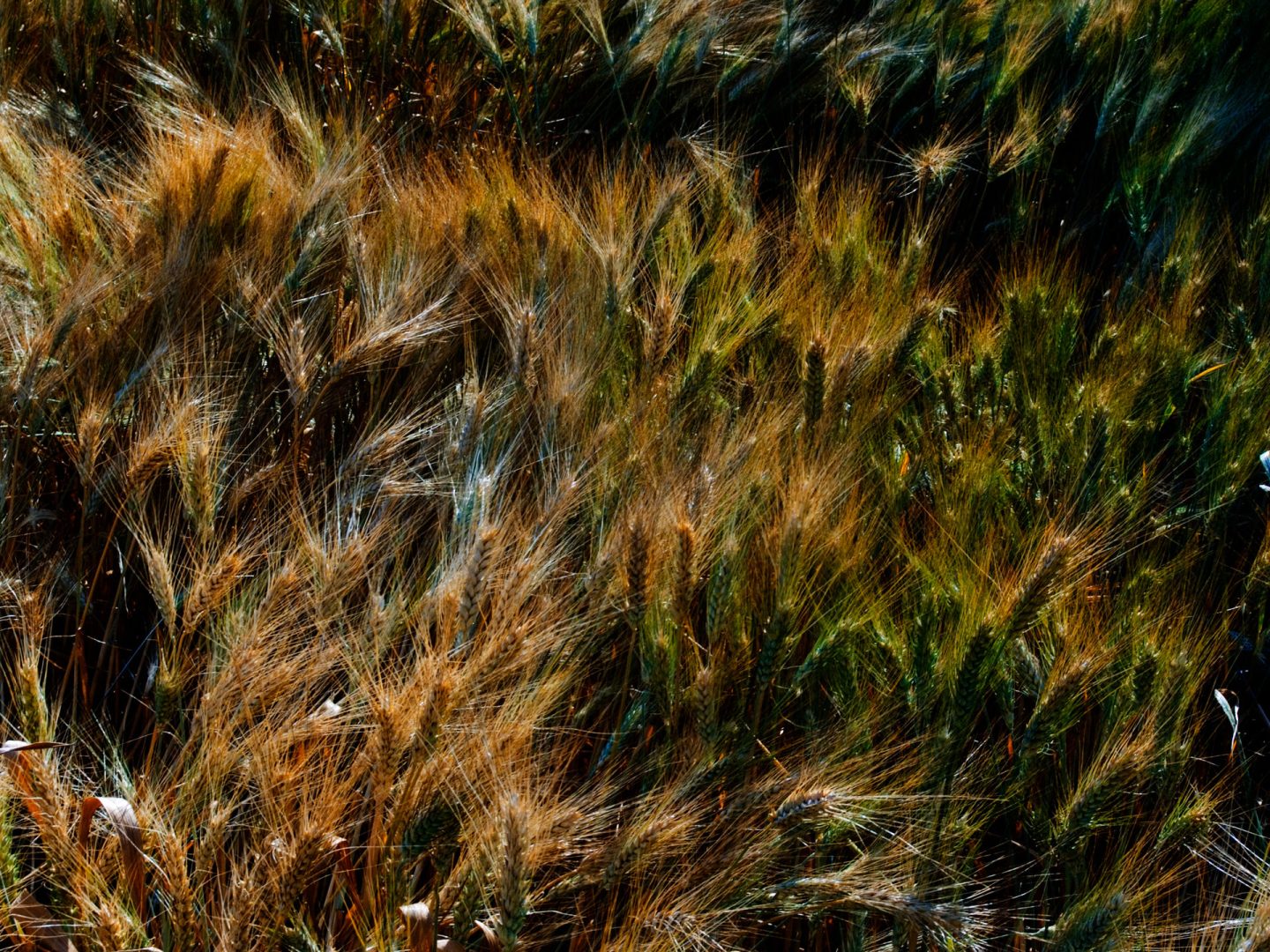 Opera sempre in viaggio con te