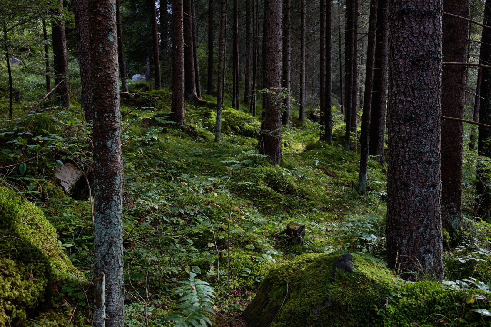 The call of nature  |  | Scorcio naturale 058