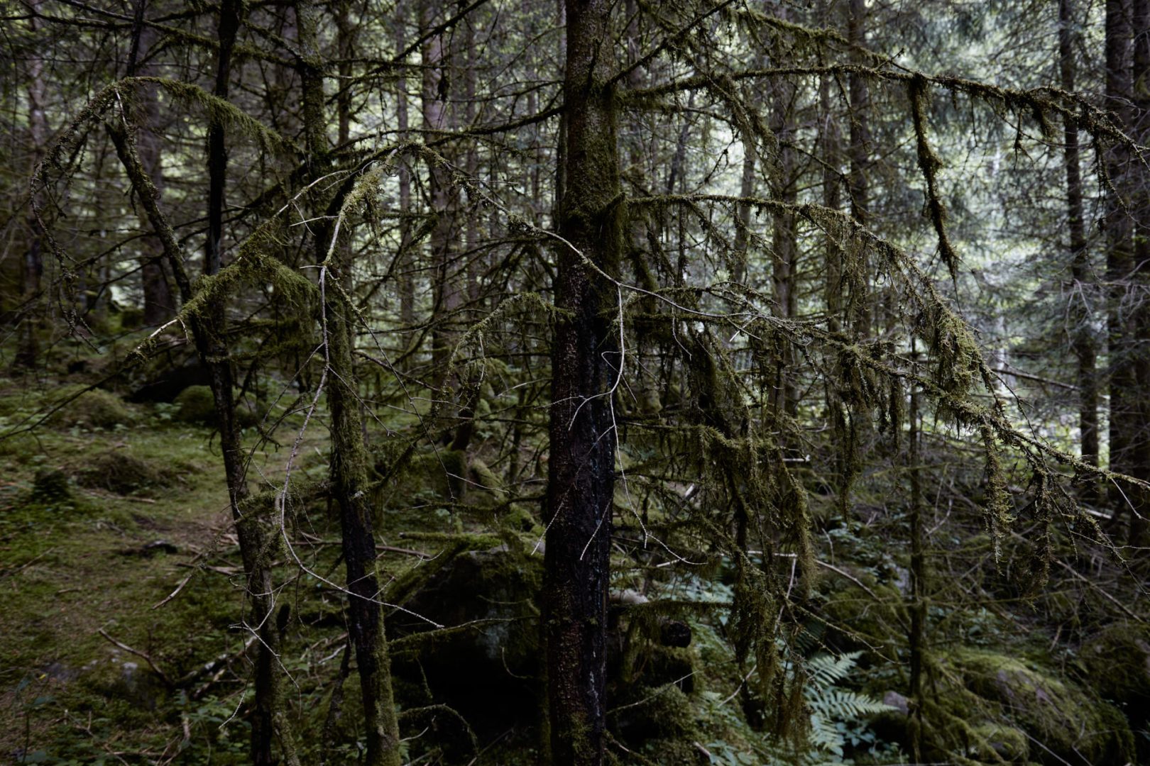 The call of nature  |  | Scorcio naturale 523