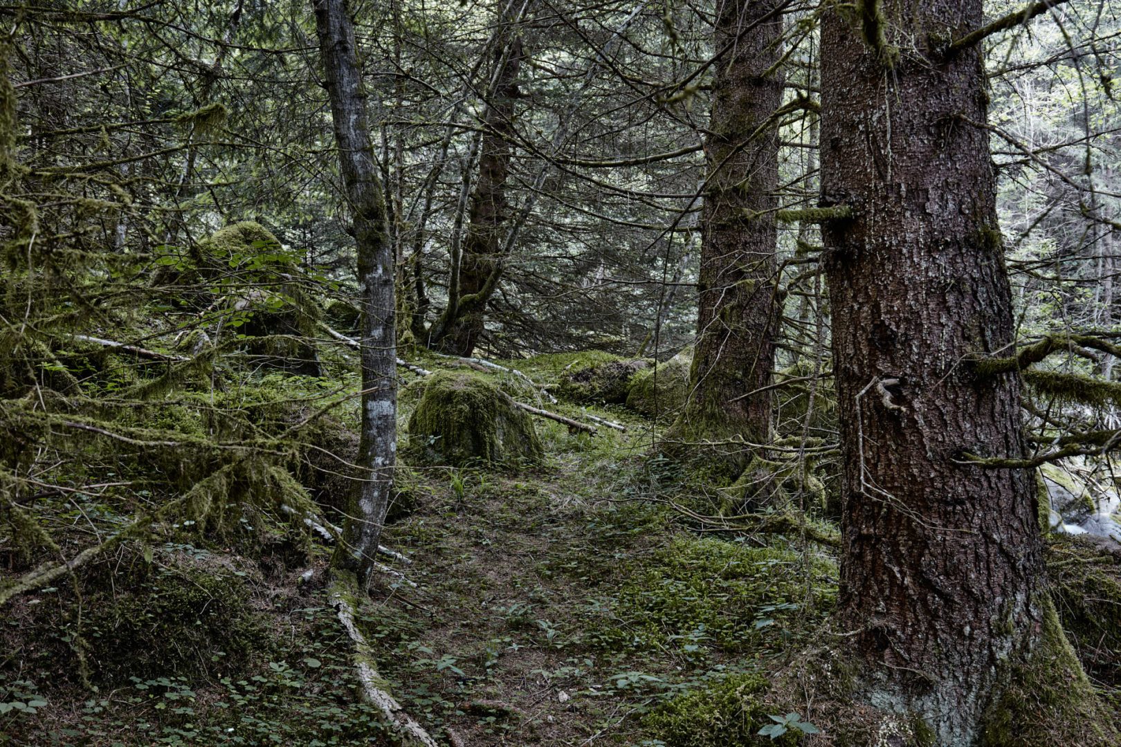 The call of nature  |  | Scorcio naturale 526