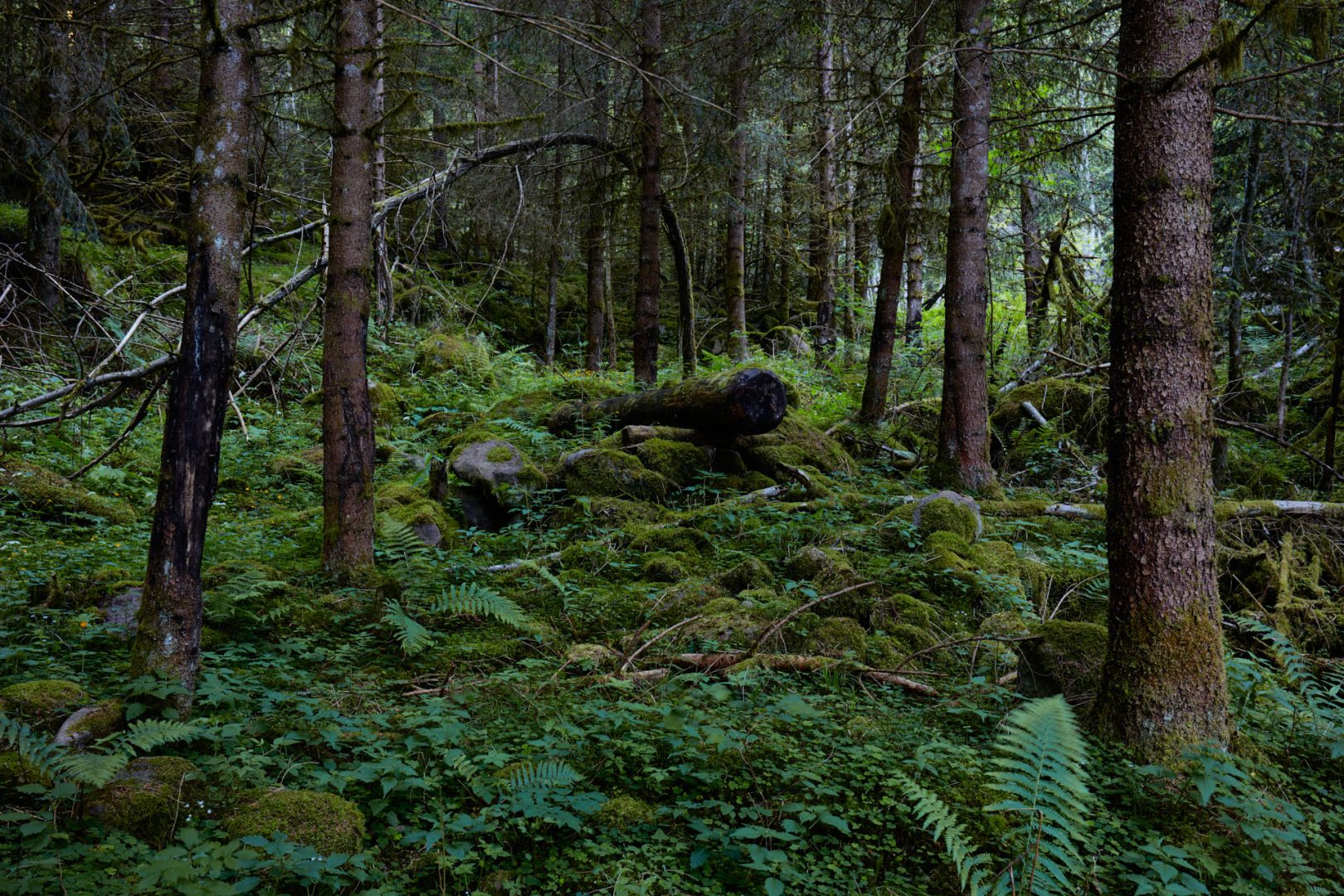 The call of nature  |  | Scorcio naturale 536