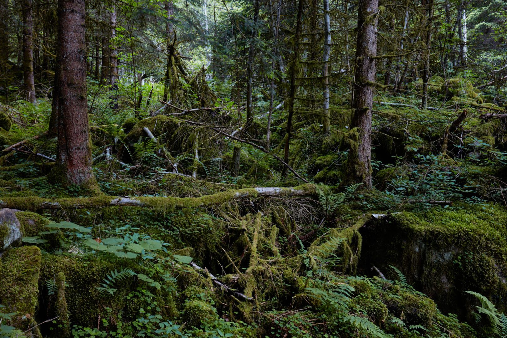 The call of nature  |  | Scorcio naturale 537