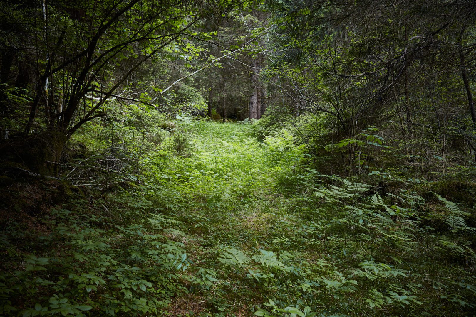 The call of nature  |  | Scorcio naturale 551