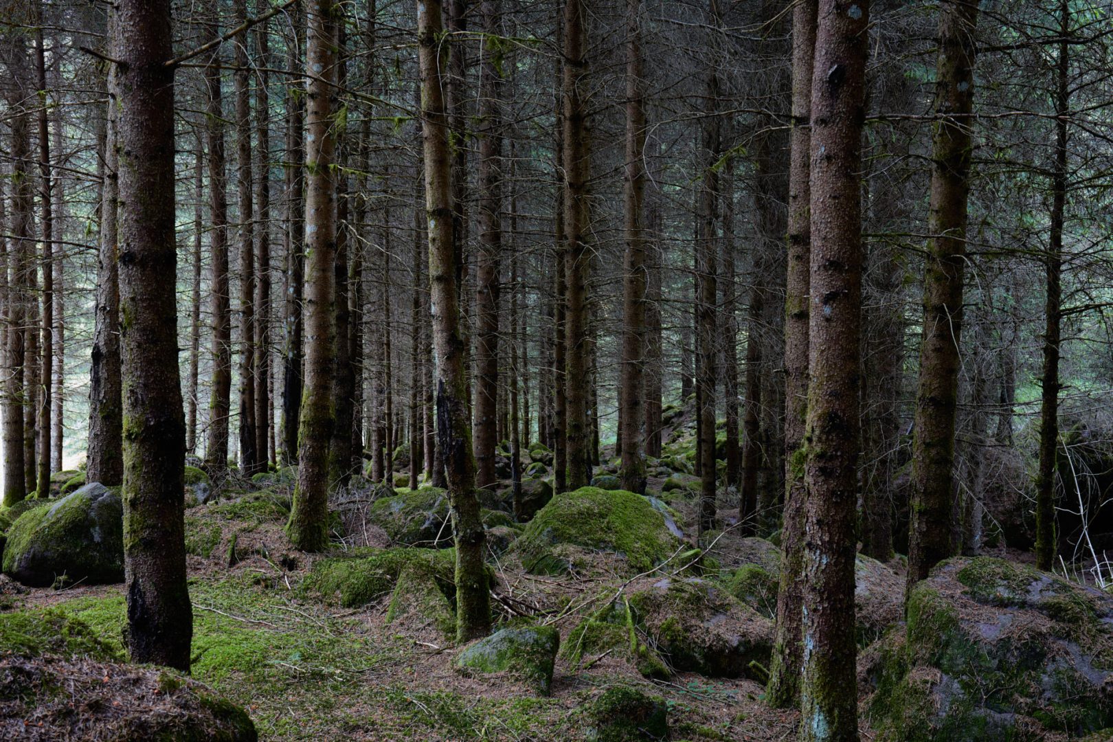 The call of nature  |  | Scorcio naturale 561