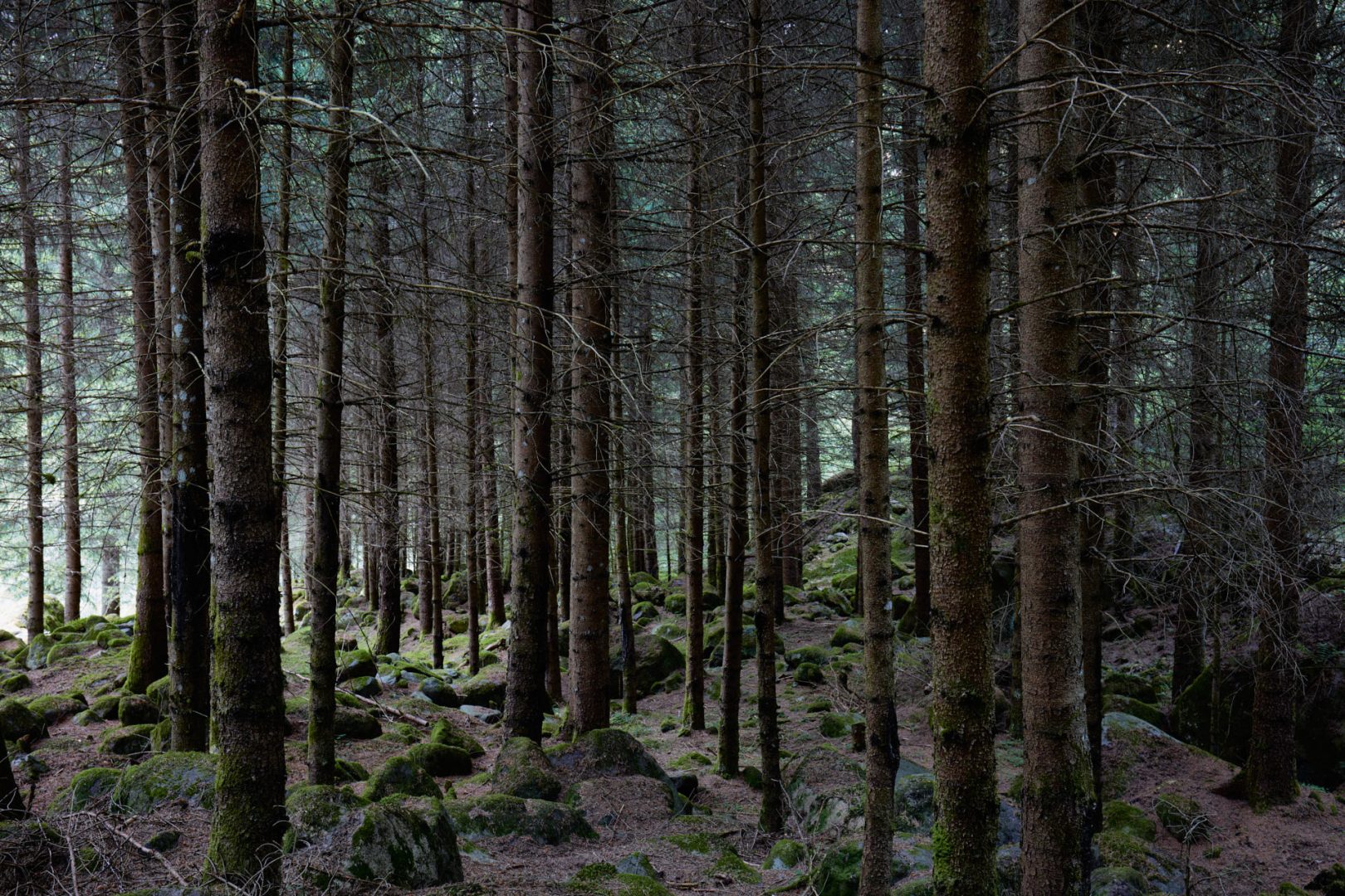 The call of nature  |  | Scorcio naturale 562