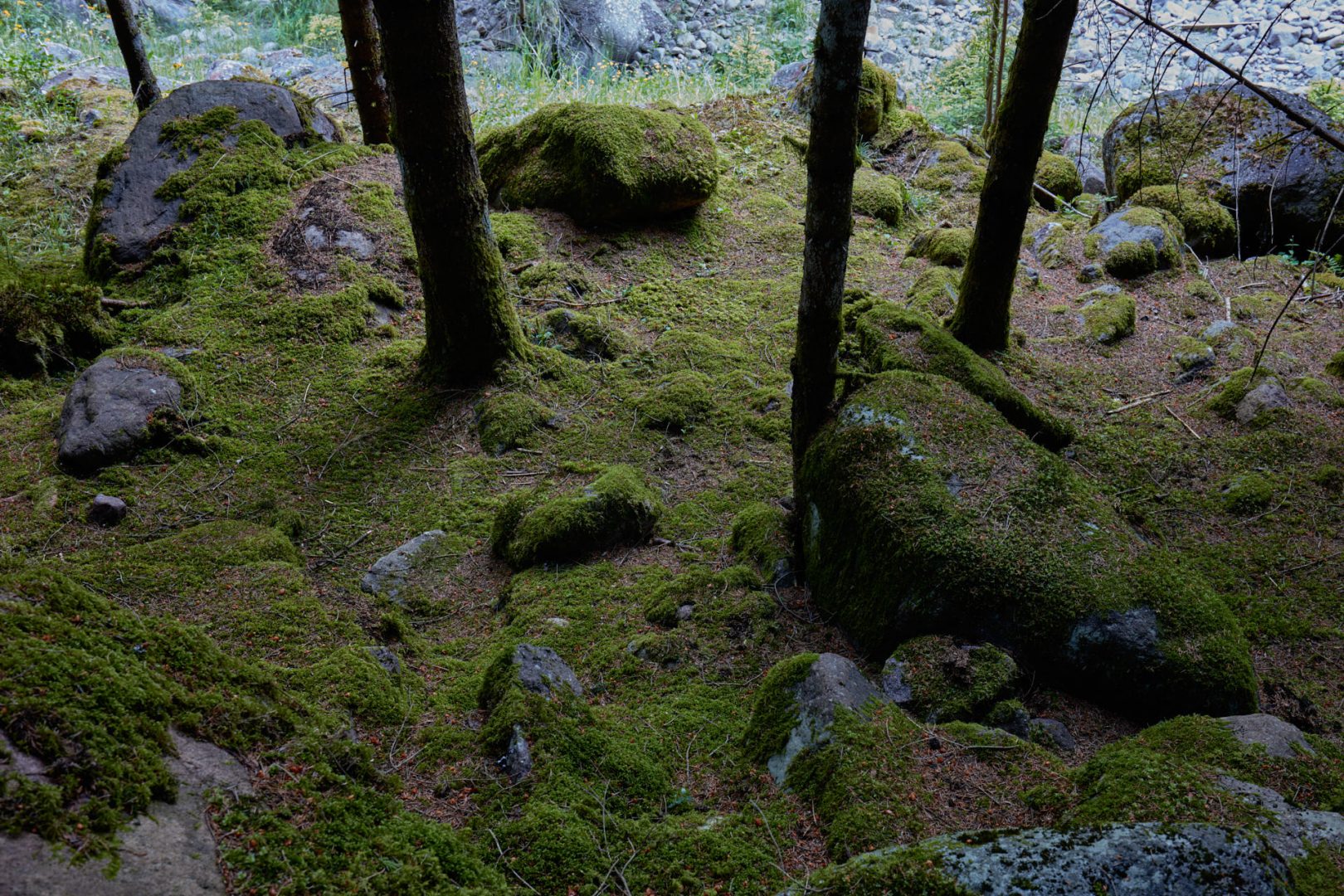 The call of nature  |  | Scorcio naturale 566