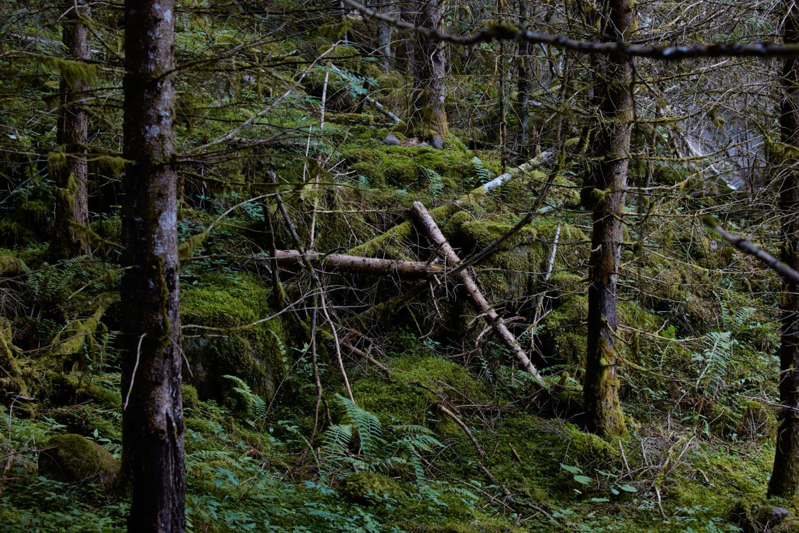 The call of nature  |  | Scorcio naturale 574