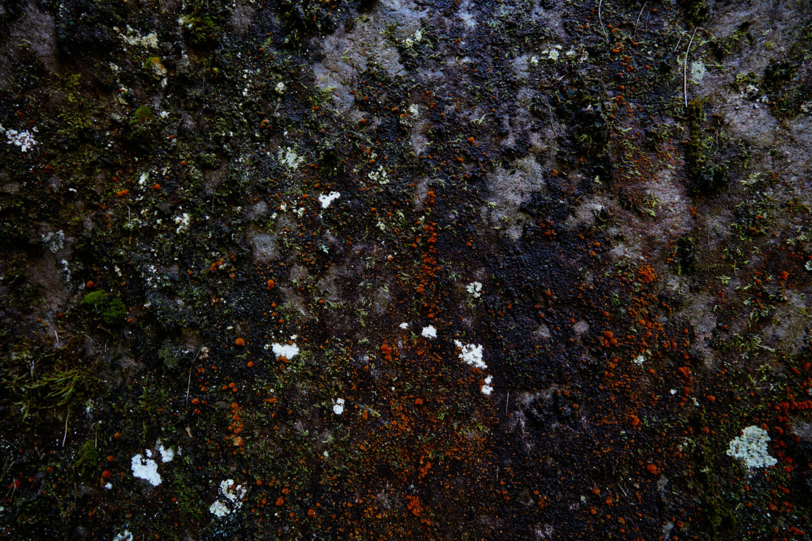 Untitled (working title)