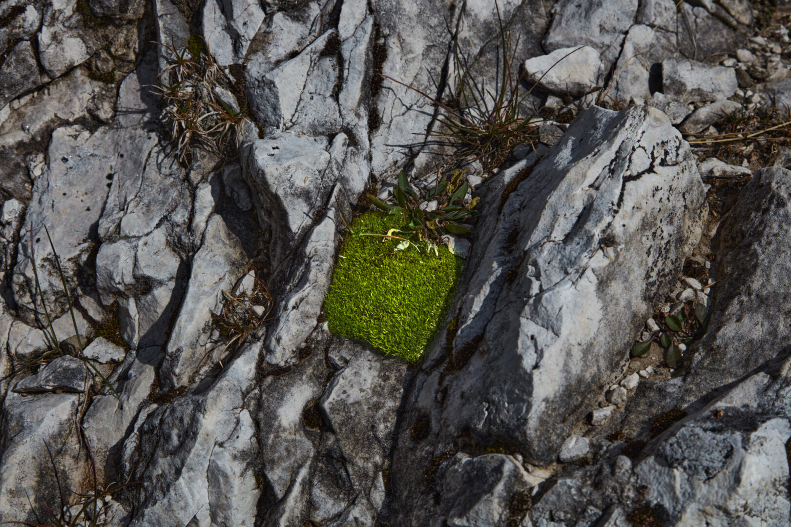 Untitled (working title)